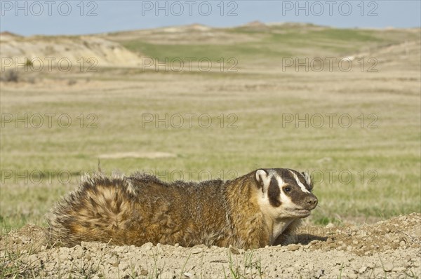 American badger
