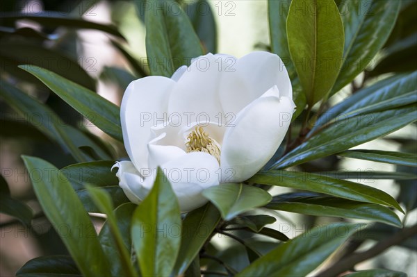 (Magnolia Grandiflora) Exmouth. This specimen shown growing in a suburban garden in South East UK,