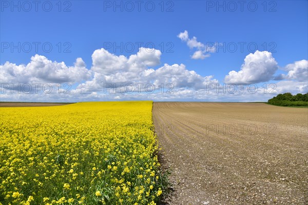 Fields with rape in Swabia