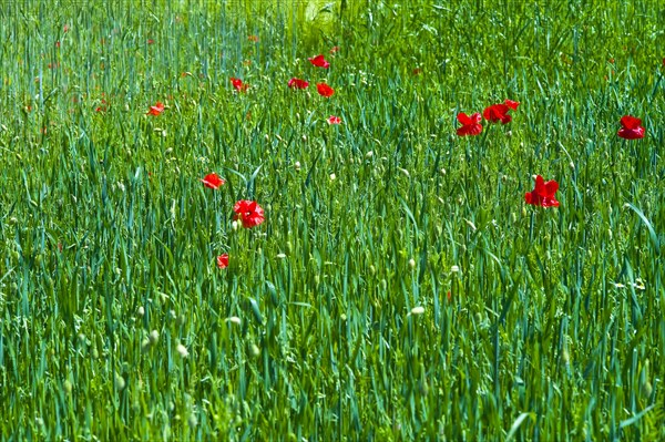 Poppies