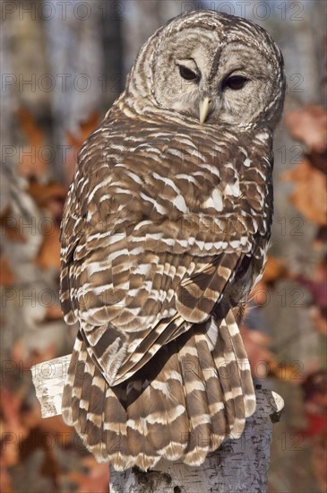 Barred Owl