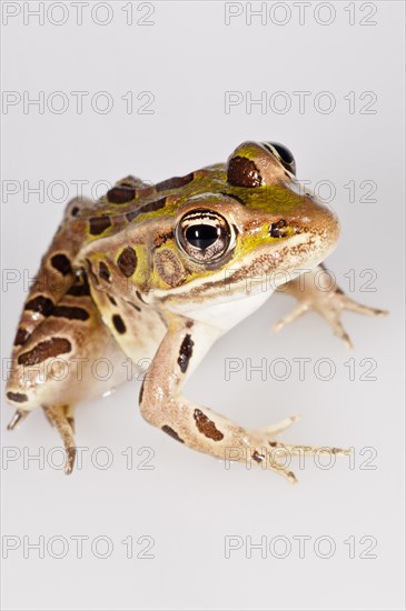 Northern leopard frog
