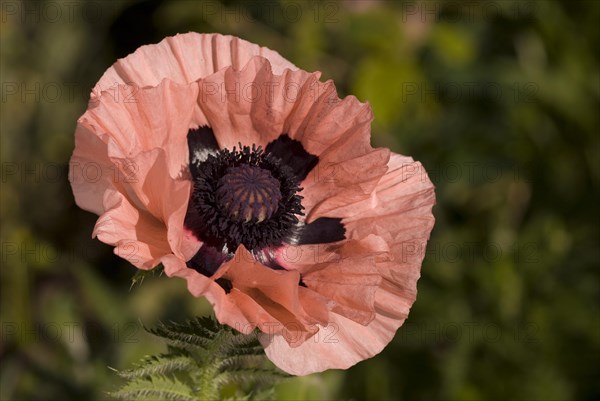 Poppy