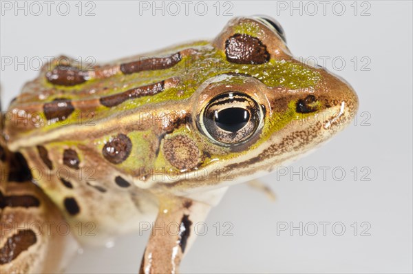Northern leopard frog