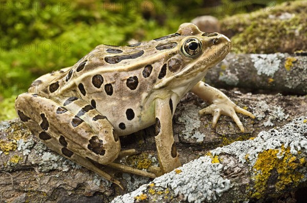 The northern leopard frog