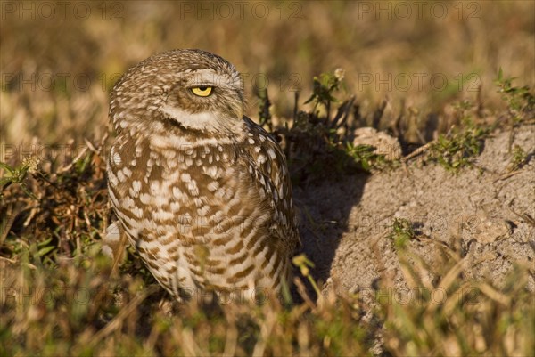 Burrowing owl