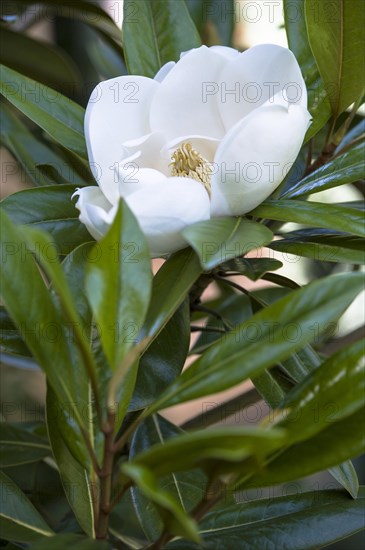 (Magnolia Grandiflora) Exmouth. This specimen shown growing in a suburban garden in South East UK,