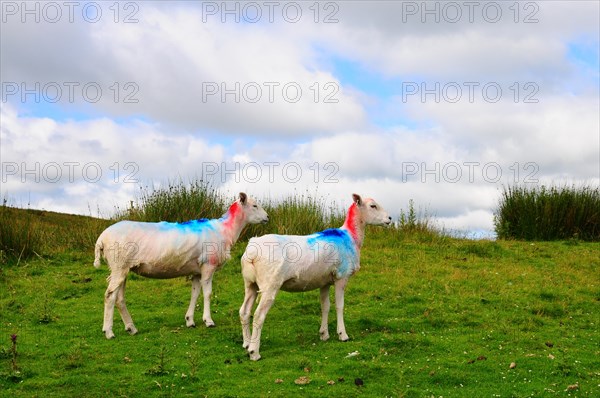 Sheep in a pasture in the Yorkshire Dales