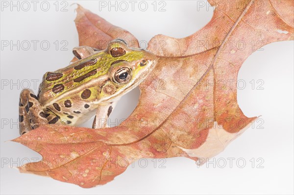 Northern leopard frog