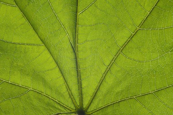 Fig leaf