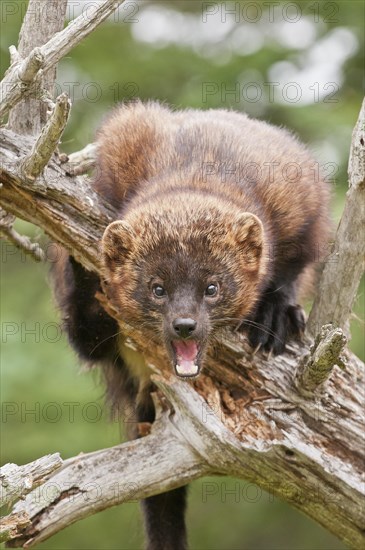 Fisher