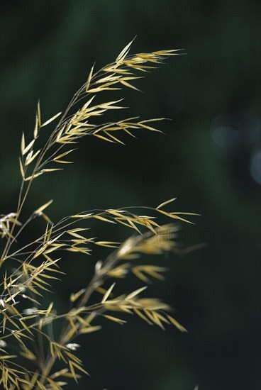 (Stipa) Gigantea
