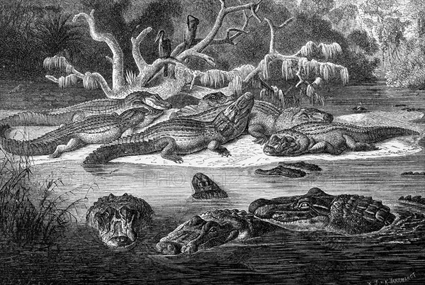 Reptiles