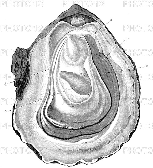 Opened oyster