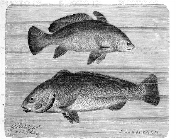 Fish