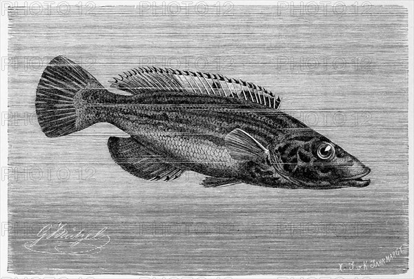 Fish