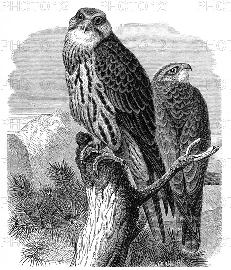 Bird