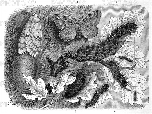 (Insecta) Sponge moth is a butterfly, moth from the subfamily of the gypsy moths (Lymantria