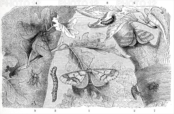 Insects