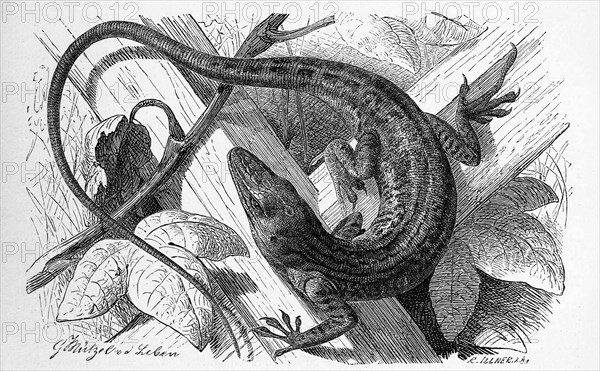 Red-throated anole