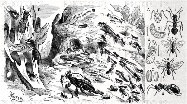 Insects