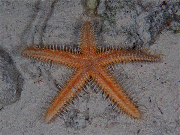 Comb starfish