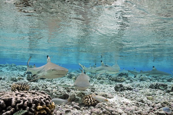 Blacktip reef sharks