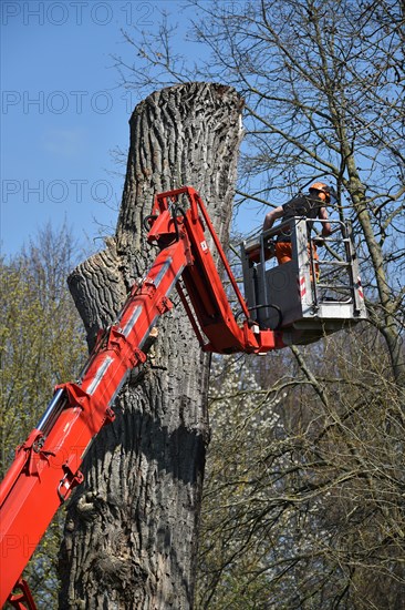 Worker cuts down a strong tree with a chain saw