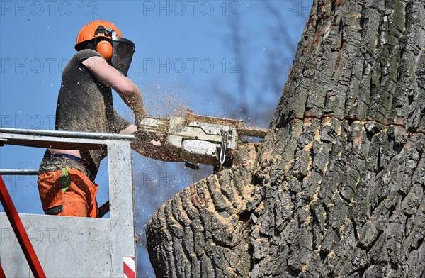 Worker cuts down a strong tree with a chain saw