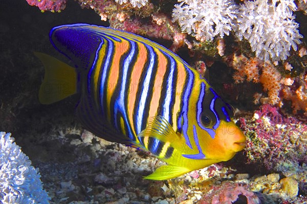 Royal angelfish