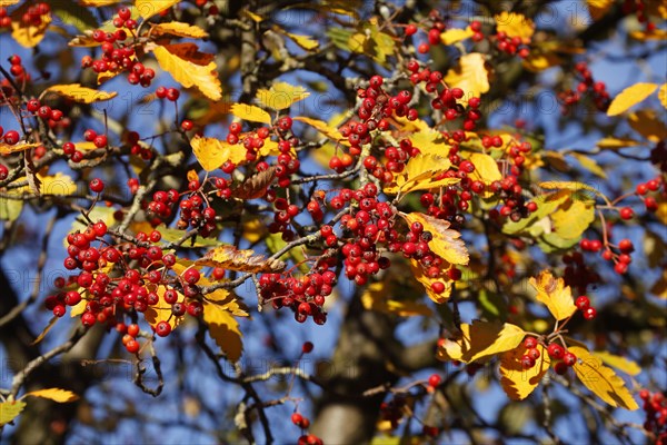 European rowan