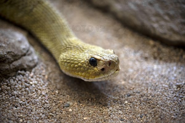 Venomous mexican west coast rattlesnake