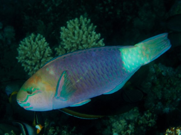 Bullethead parrotfish