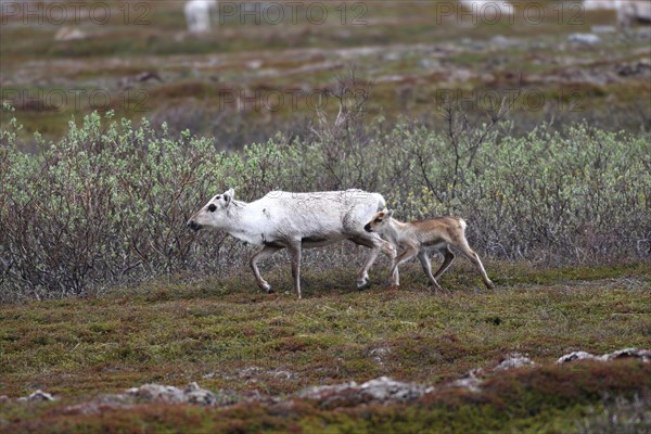 Reindeer