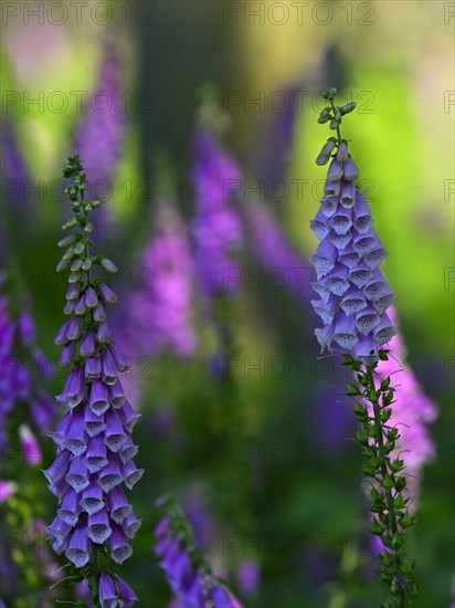 Red digitalis minor