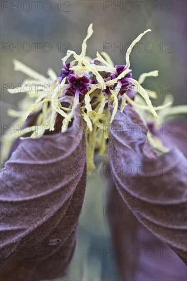 Witch hazel