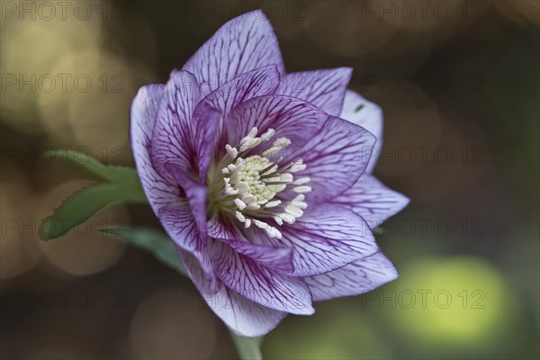 Lenzrose