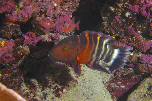 A red and black redbreasted wrasse