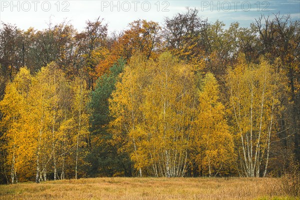 Group of young birch trees