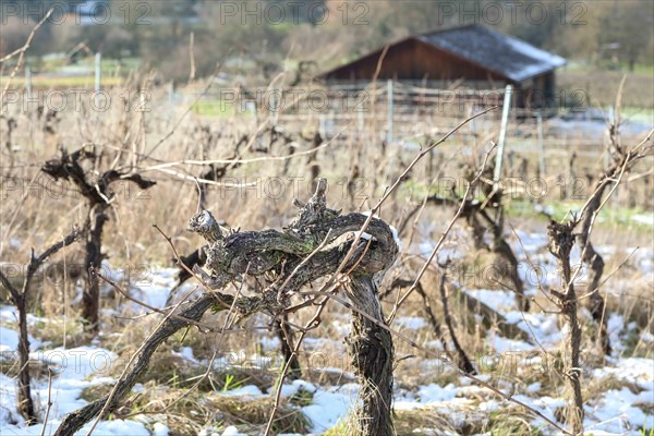 grapevines in the Neckar valley near Hessigheim