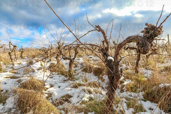 Vine in a vineyard near Hessigheim in the Neckar valley