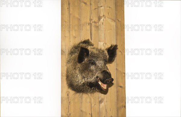 Preperated boars head hangs on a wooden wall