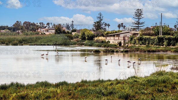 Flamingos
