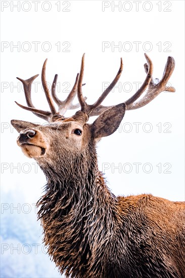 Deer in winter with snow