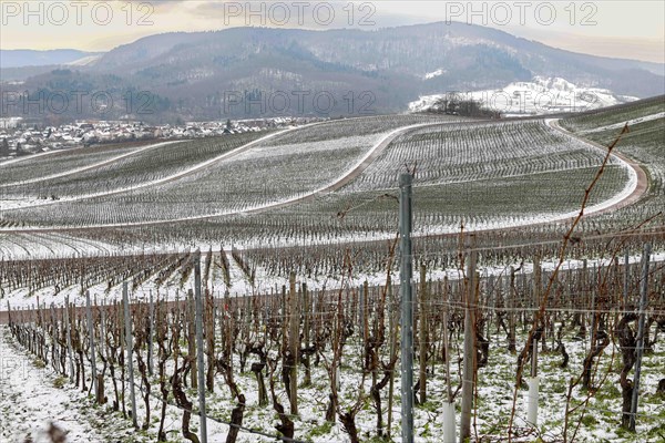 grapevines in winter on the Kirchberg in Sachsenheim-Hohenhaslach