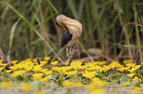 Little Bittern