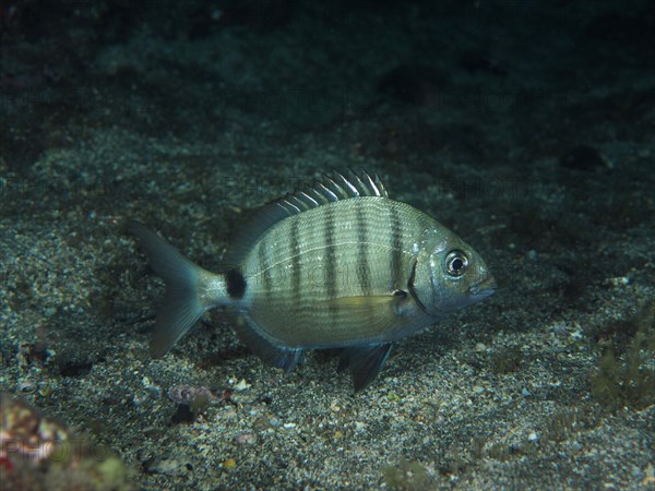 White seabream
