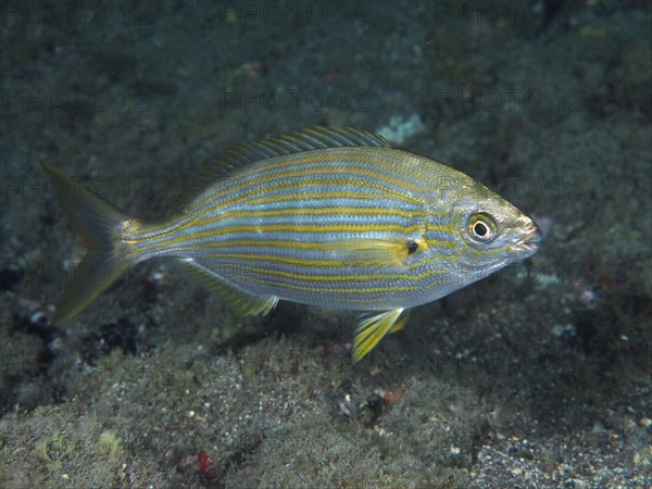 Salema porgy