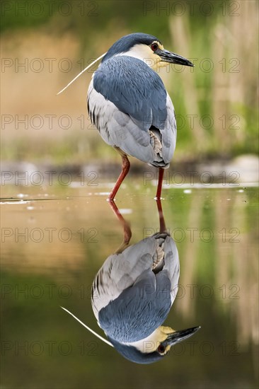 Black crowned night heron