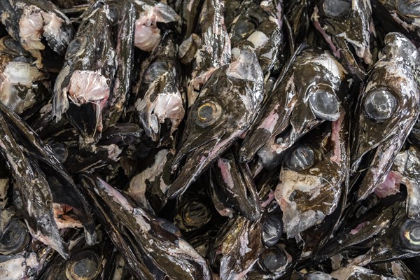 Edible fish